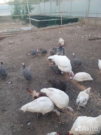 Куры,Петуха,Индюки,Цесарки