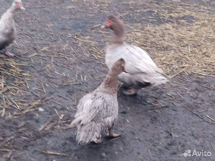 Куры орпингтон, павловские