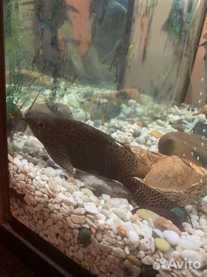 Сомики синодонтисы,пара