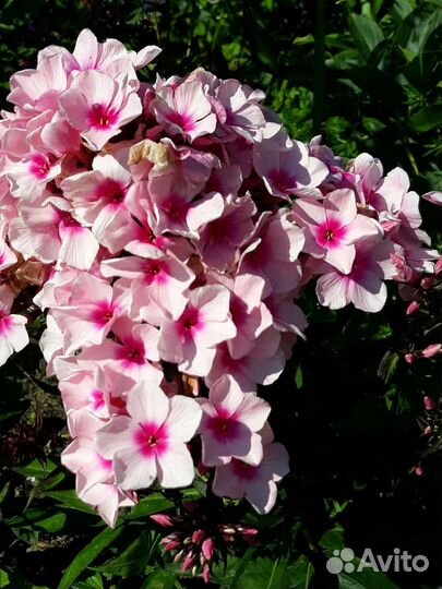 Флоксы, монарда, каллистегия