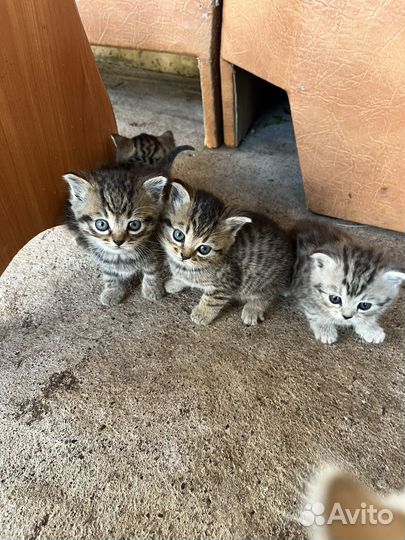 Британские котята