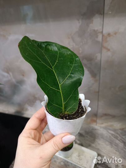 Фикус лирата бамбино