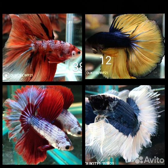 Рыбка петушок халф мун,кои,плакаты,гигантские