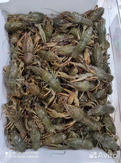 Живые и Вареные Раки