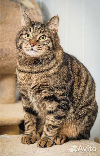 Кошки в добрые руки бесплатно