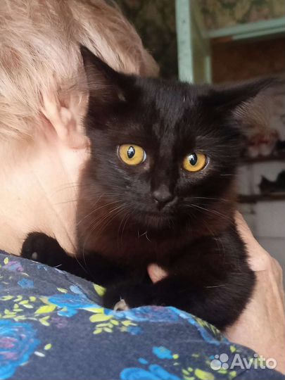 Котенок в добрые руки