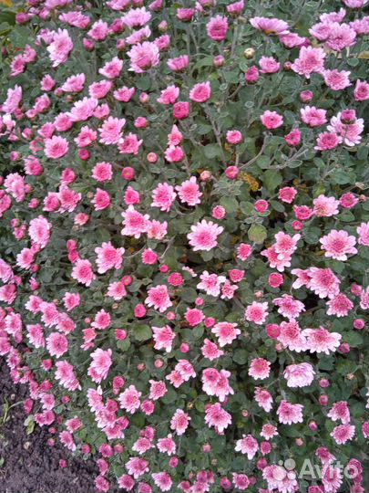 Хризантемы