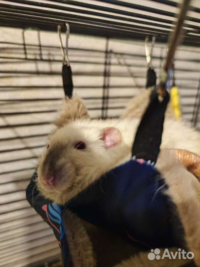 Крысы бесплатно с клеткой