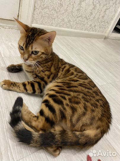 Бенгальская кошка вязка