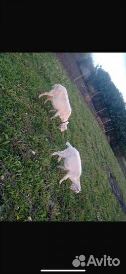 Зааненская дойная коза