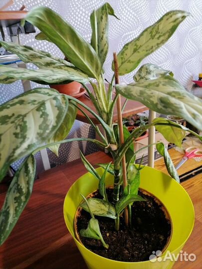 Комнатные растения