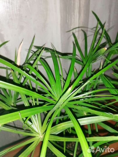 Циперус папирус