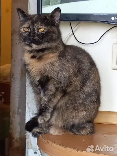 Кошки молодые трехцветные черепаховые. В дар