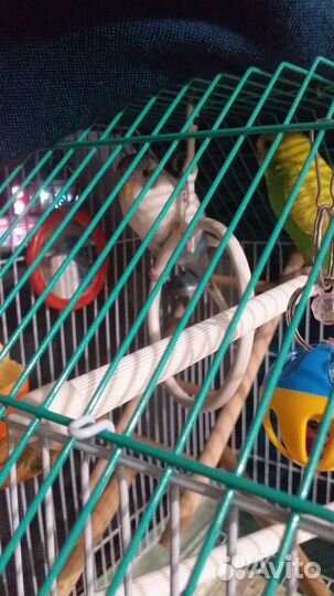 Волнистый попугай с клеткой