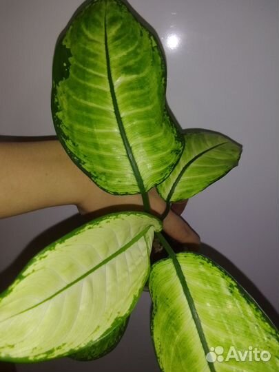 Диффенбахии, Анлаонемы