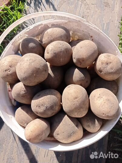 Картофель на посадку