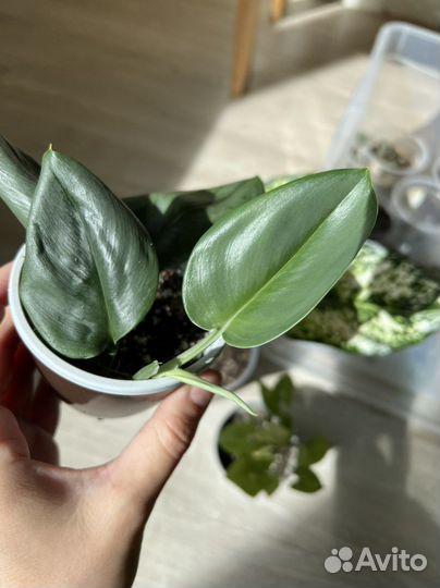 Эпипремнум сциндапсус мунлайт