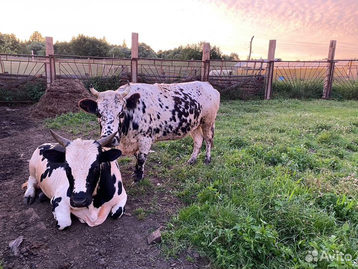 Коровы, нетели, телки, сырного направления, Джерси