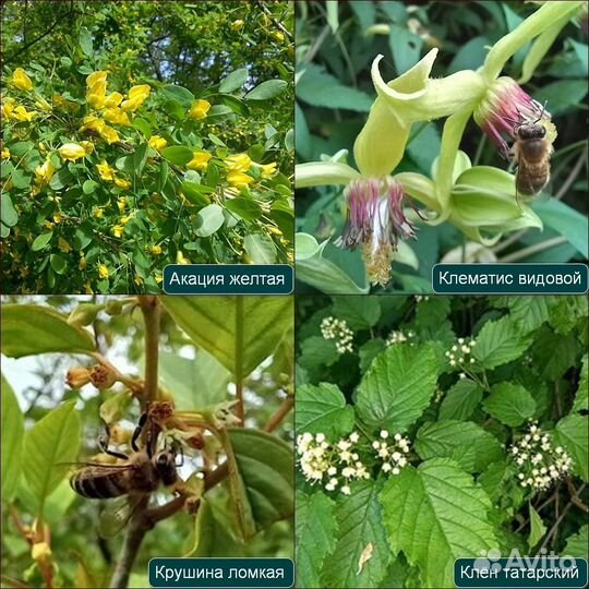 Мордовник, кипрей и др. медоносы