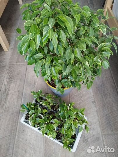 Фикусы разные сорта