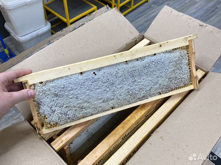 Мед оптом горный