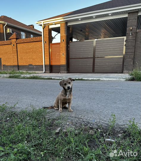 Щенки