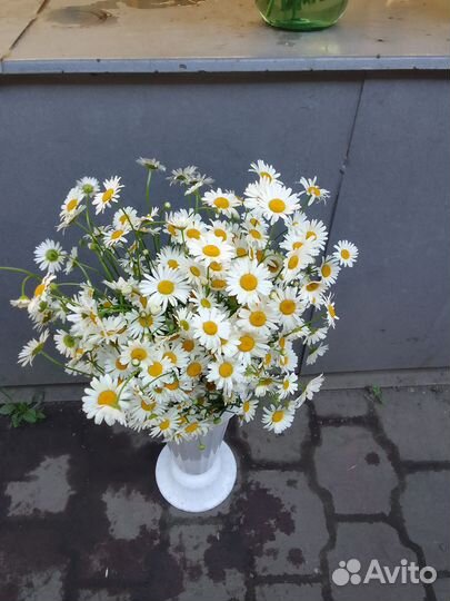 Рамашка