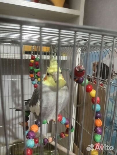Попугай карелла с клеткой
