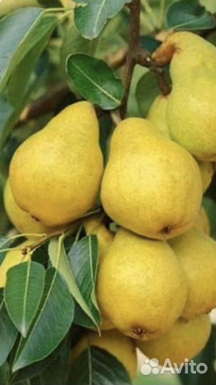 Саженцы плодовых деревьев