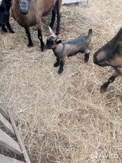 Коза дойная