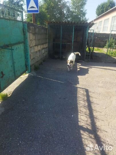 Собаки в добрые руки