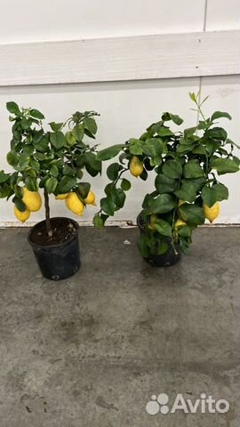 Лимон с плодами/ Лимонное дерево Н 70-80см
