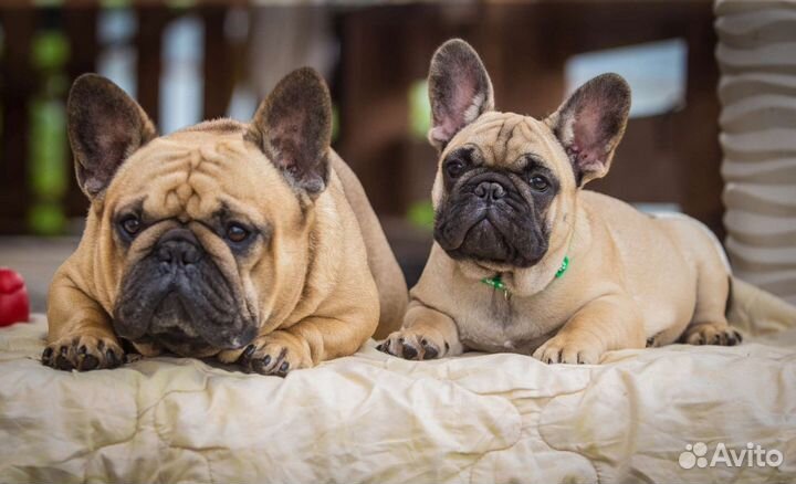 Шикарный мальчик французик