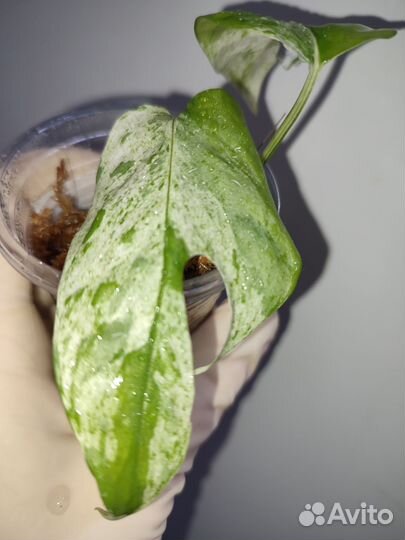 Эпипремнум пиннатум вайт марбл