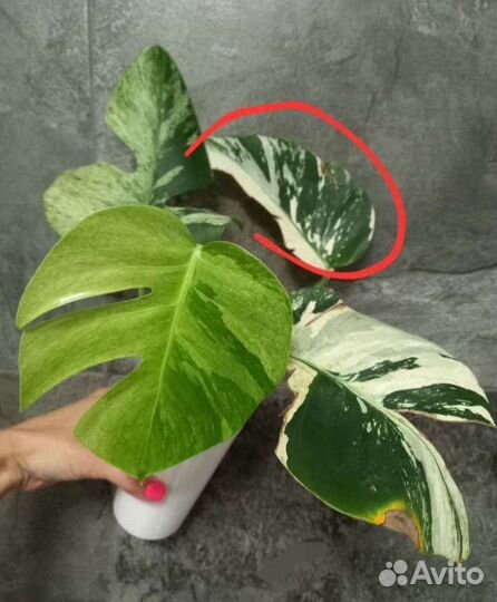 Монстера минт