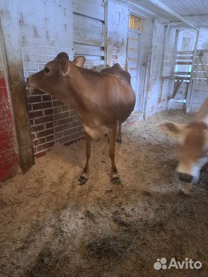 Телка, бычок джерсийские