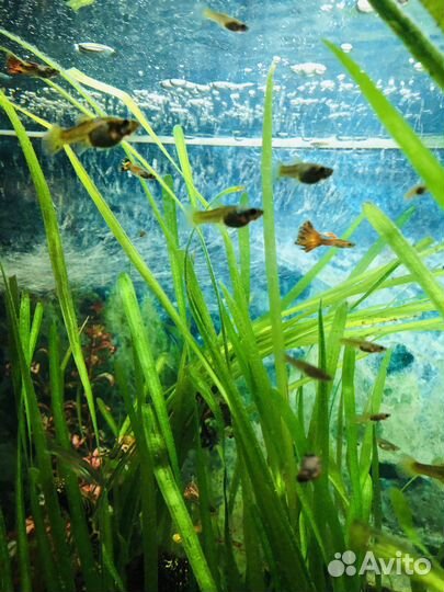 Аквариумные растения валлиснерия
