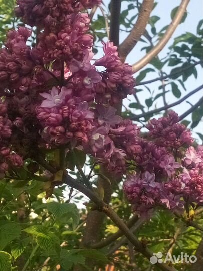 Букет сортовой сирени