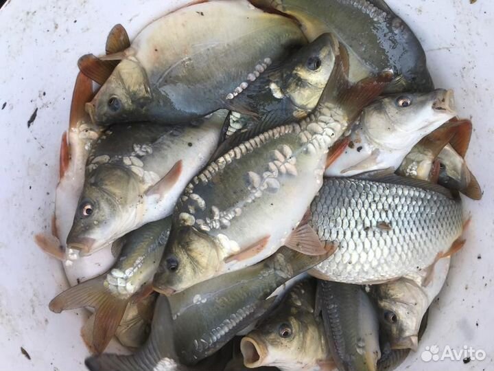 Рыбопосадочный материал