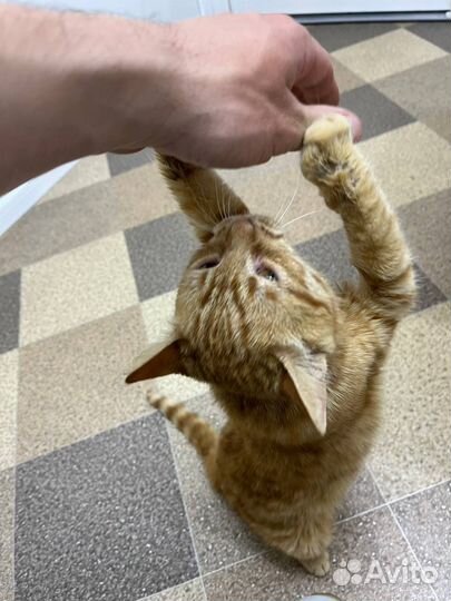 Котята ищут дом