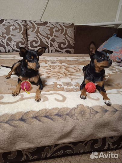 Щенки русский той-терьер