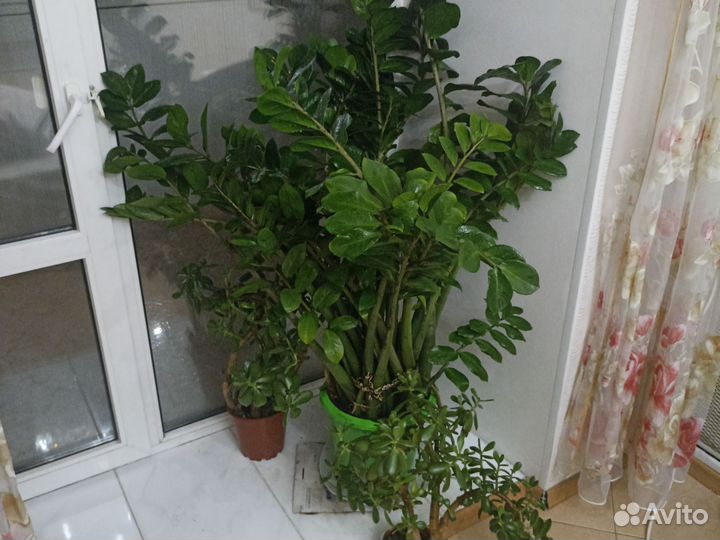 Замиокулькас