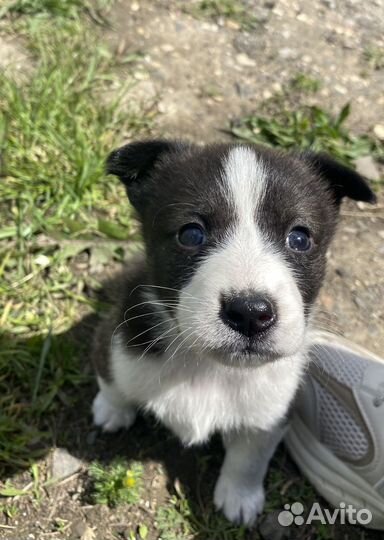 Малыши (щенки) ищут дом