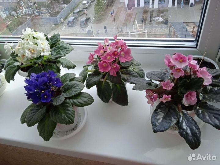 Сортовые фиалки