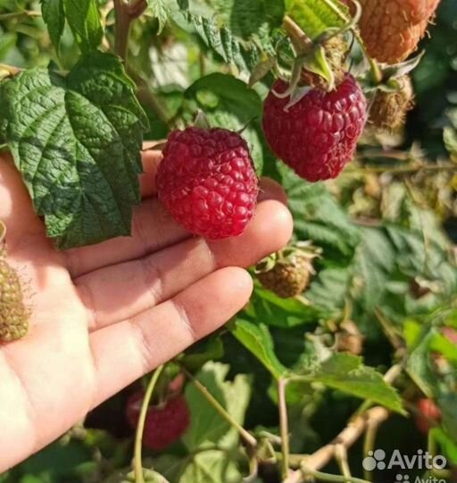 Саженцы Малина смородина клубника