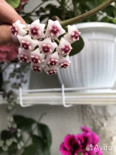 Хойя обовата