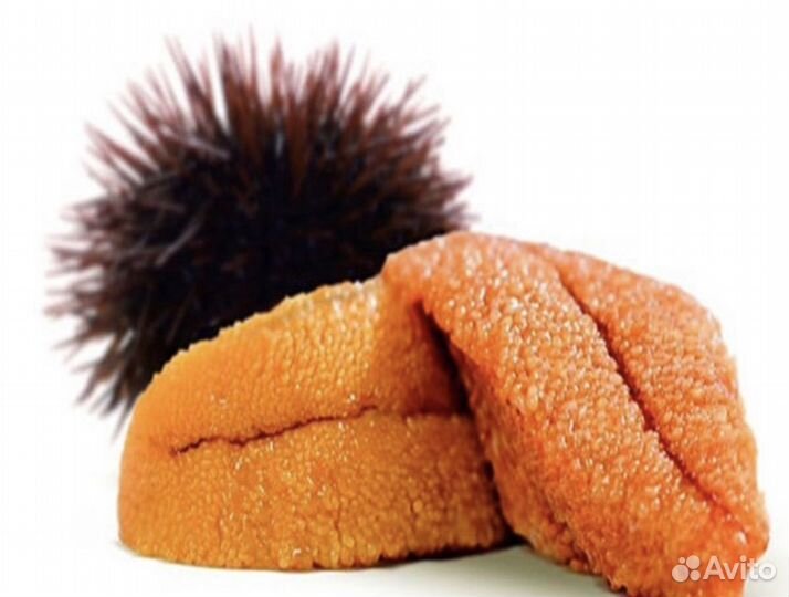 Икра морского ежа морской еж