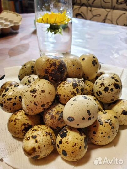 Яйца перепелиные