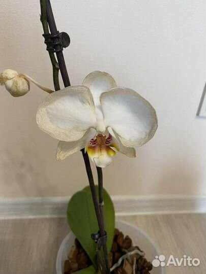 Apple blossom отцветает