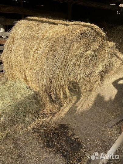 Сено в тюках